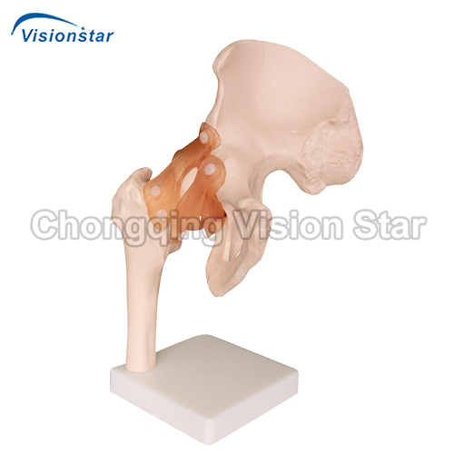 AJM110 Life-Size Hip Joint