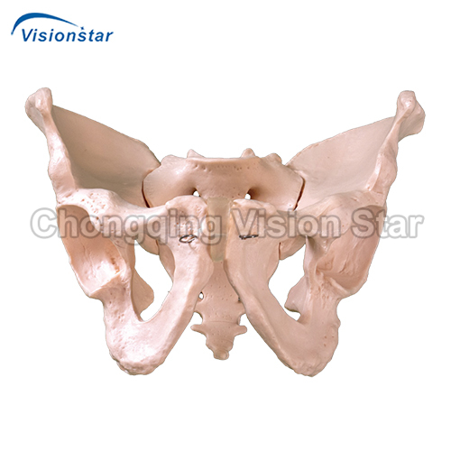 APE123 Adult Male Pelvis