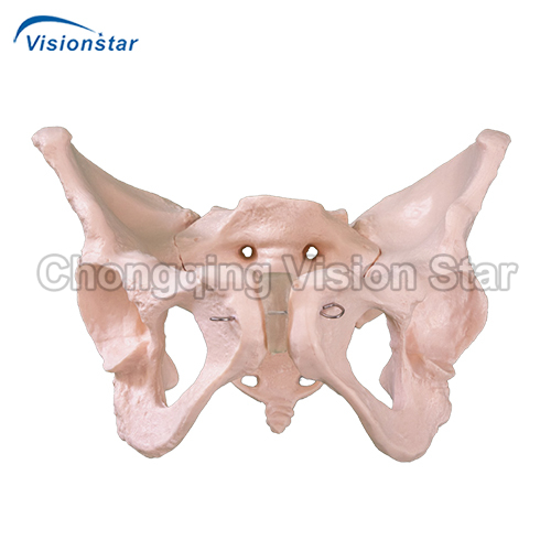 APE124 Adult Female Pelvis