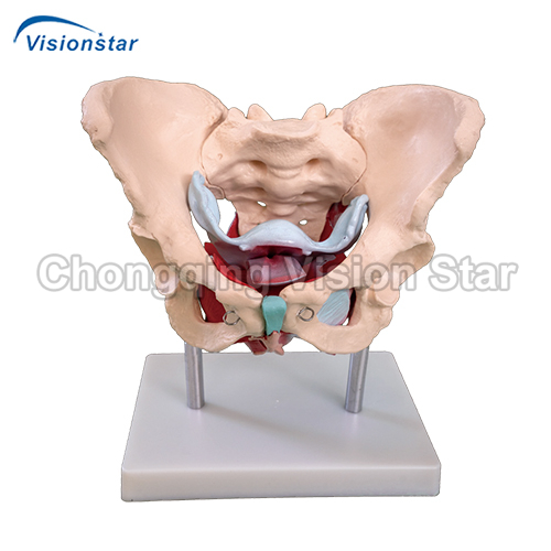 APE125 Female Pelvic Muscles and Organs