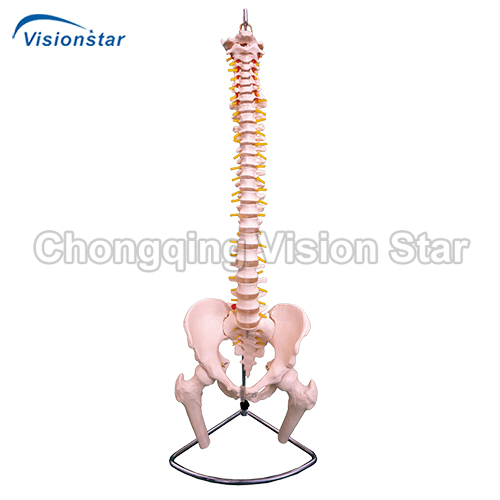 AVC126 Life-Size Vertebral Column with Pelvis and Femur Heads