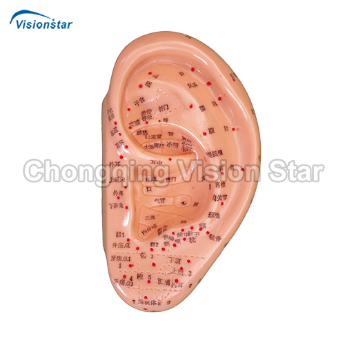 AC514A Massage Ear Model 17CM