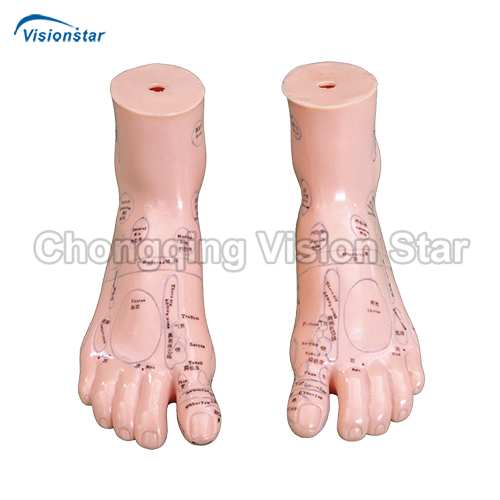 AAC515A Massage Foot Model 17CM