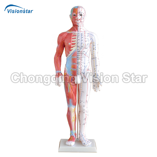 AAC518A Acupuncture & Muscle Model 60CM Male 