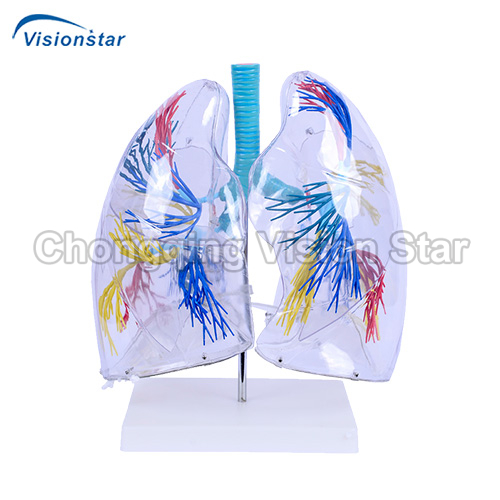 AAM330 Model of the Transparent Lung Segment