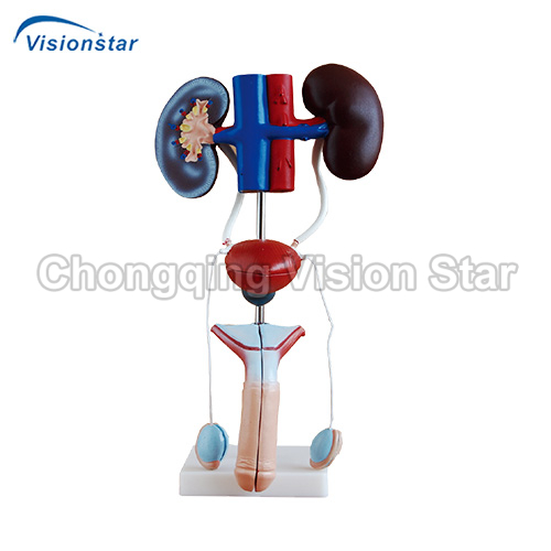 AAM331 Male Urogenital System