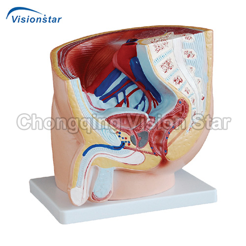 AAM331A Human Male Pelvis Section (1 part)