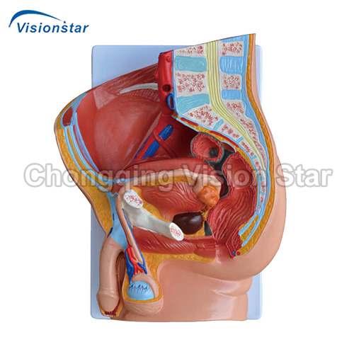 AAM331B Human Male Pelvis Section (2 Parts)