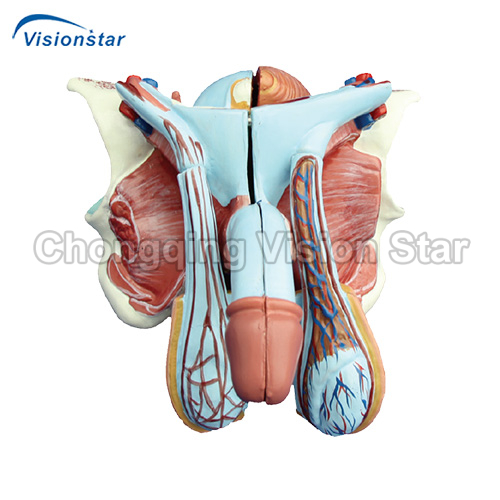 AAM331D Male Genital Organ Model