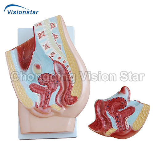 AAM332B-1 Human Female Pelvis Section (2 Parts)