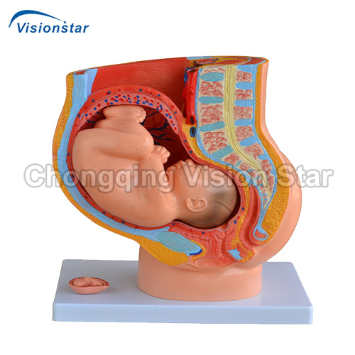 AAM332B Human Female Pelvis Section (4 Parts)