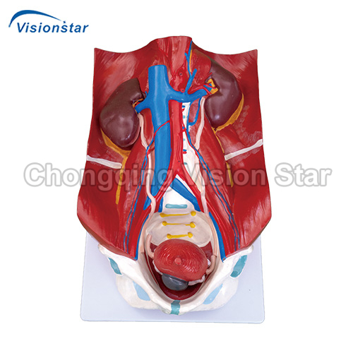 AAM333 Urinary System Model